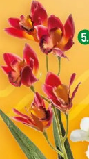 Gałązka storczyka, różne kolory Projektdecor