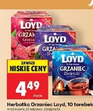 Herbatka Grzaniec Loyd