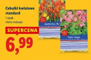 Cebulki kwiatowe standard