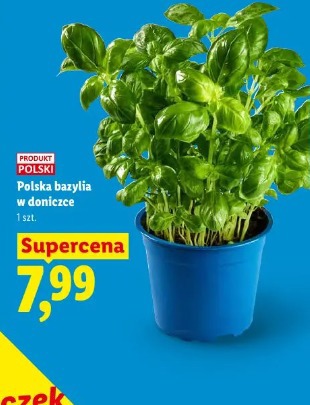 Polska bazylia w doniczce