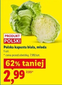 Polska kapusta biała młoda
