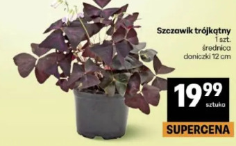 Szczawik trójkątny