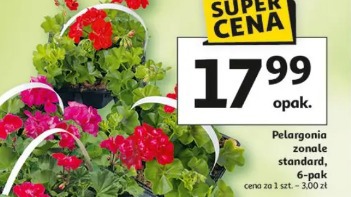 Pelargonia zonale standard, 6-pak