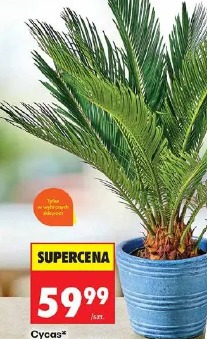 Cycas