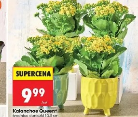 Kalanchoe Queen