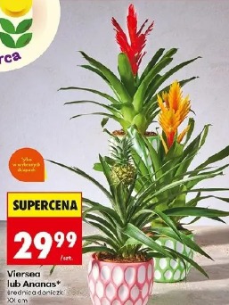 Vriesea lub Ananas