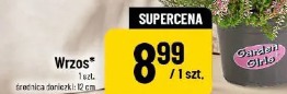 Wrzos
