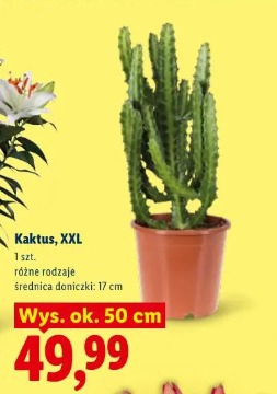 Kaktus, XXL