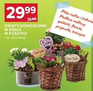 Kwiaty doniczkowe w szkle, w koszyku