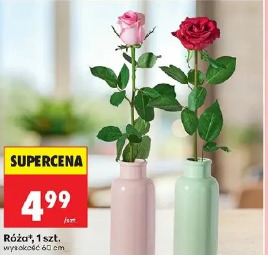 Róża 1 szt.