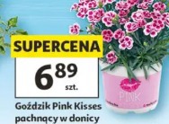 Goździk Pink Kisses pachnący w donicy