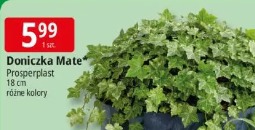 Doniczka Mate Prosperplast