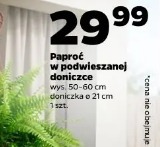 Paproć w podwieszanej doniczce