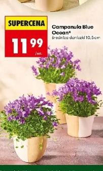 Campanula Blue Ocean