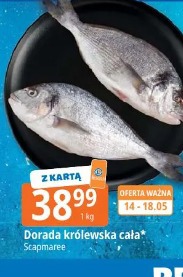 Dorada królewska cała Scapmaree