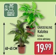 Gardenline Kalatea