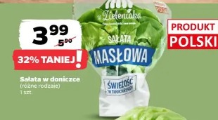 Sałata w doniczce