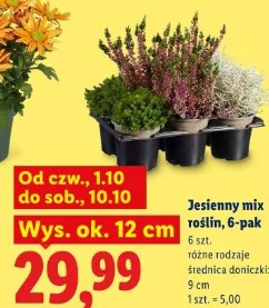 Jesienny mix roślin, 6-pak