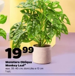 Monstera Obliqua Monkey Leaf