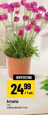 Armeria