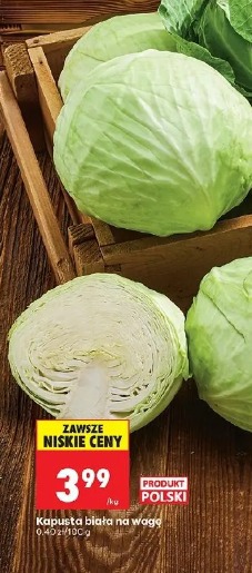 Kapusta biała