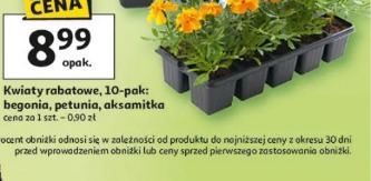 Kwiaty rabatowe, 10-pak: begonia, petunia, aksamitka