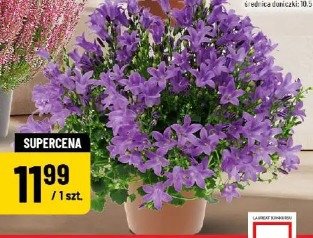 Campanula