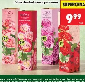 Róża dwukolorowa premium