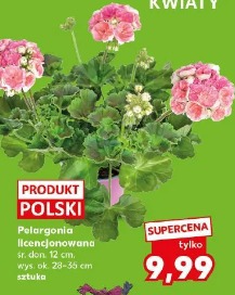 Pelargonia licencjonowana