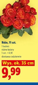 Róże, 11 szt.