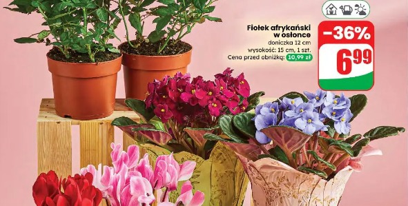 Fiołek afrykański w osłonce