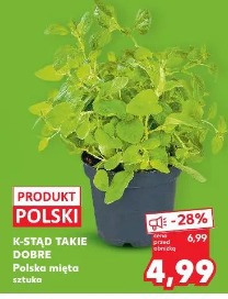 K-Stat Takie Dobre Polska mięta