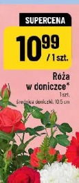Róża w doniczce
