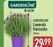 Gardenline Lawenda francuska