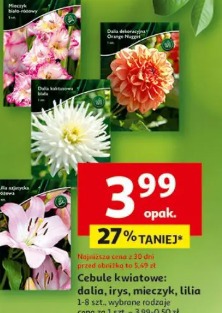 Cebule kwiatowe: dalia, irys, mieczyk, lilia