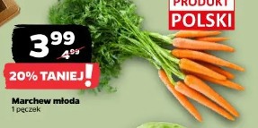 Marchew młoda