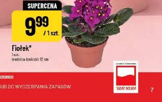Fiołek