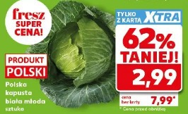 Polska kapusta biała młoda