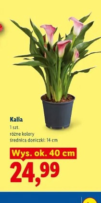 Kalia