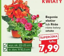 Begonia elatior lub Róża różne kolory