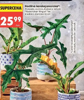 Roślina kolekcjonarska Alokazja Jacklyn, Alokazja Velvet, Filodendron Ring of Fire