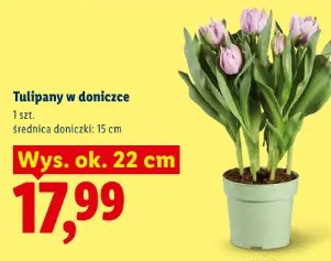 Tulipany w doniczce