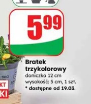 Bratek trójkolorowy