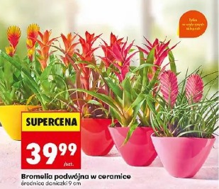 Bromelia podwójna w ceramice