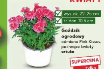 Goździk ogrodowy odmiana Pink Kisses pachnące kwiaty