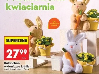 Kalanchoe w doniczce królik