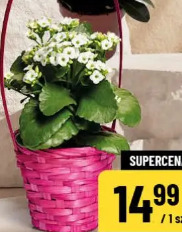 Kalanchoe w koszyku