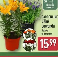 Gardenline Lilie/Lawenda