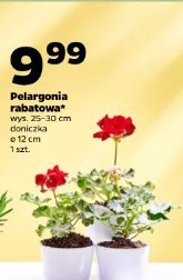 Pelargonia rabatowa
