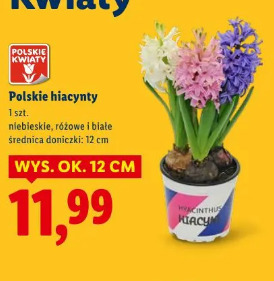 Polskie hiacynty